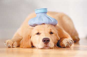 Вялость, отказ от еды и питья &ndash; первые признаки того, что ваша собака заболела